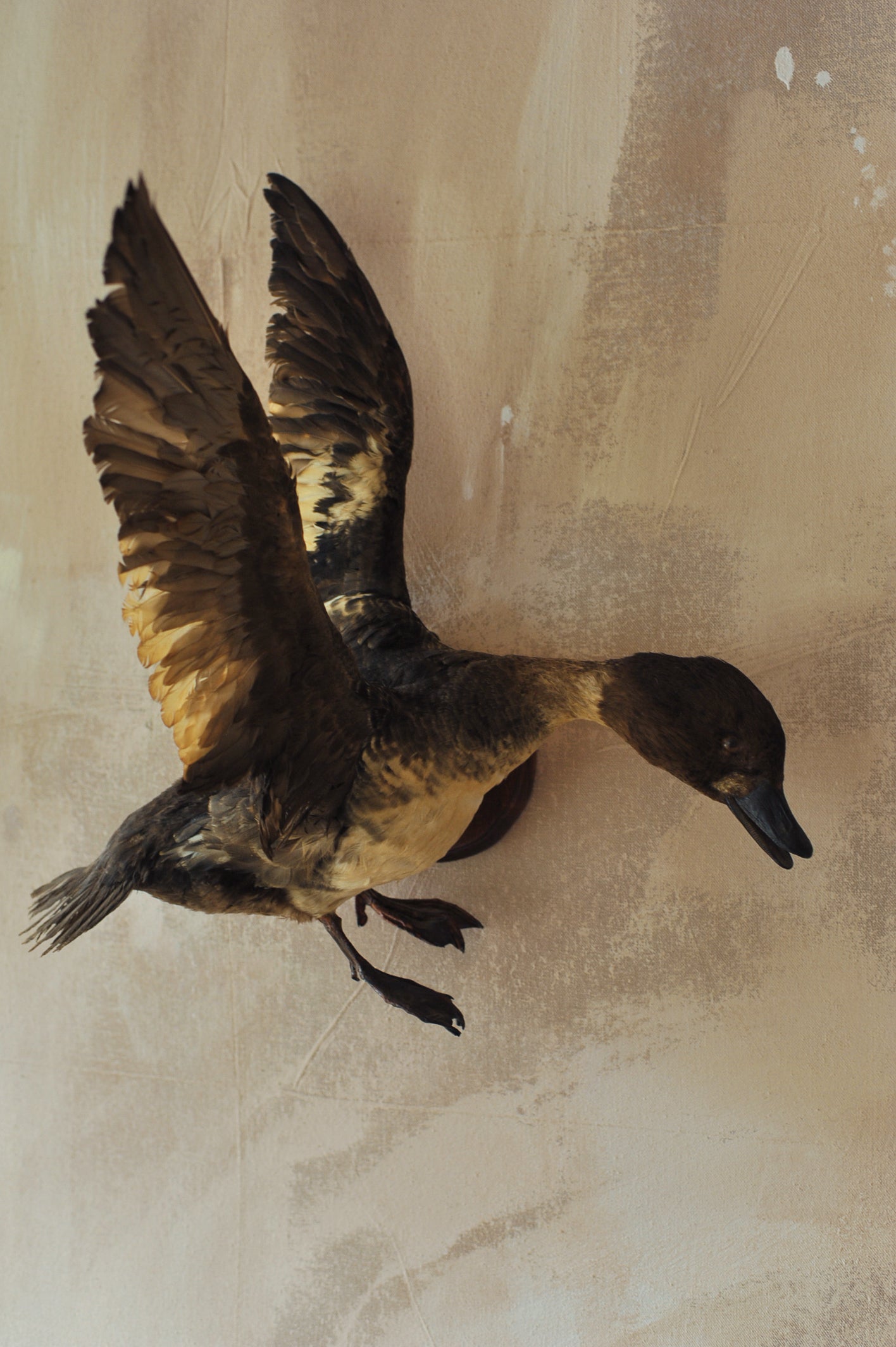 Vintage Taxidermy Duck (2 of 2)